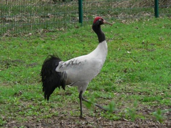 Black-necked crane