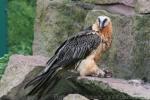 Bearded vulture