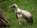 African white-backed vulture