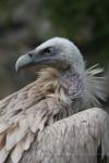 Himalayan griffon