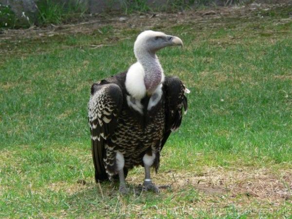 Ruppell's griffon