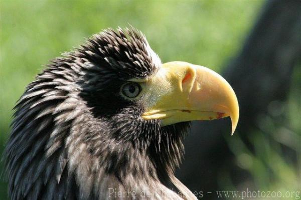 Steller's sea-eagle