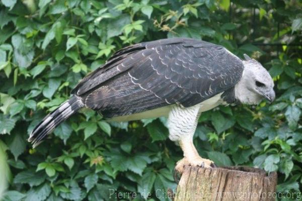 Harpy eagle