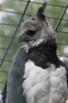 Harpy eagle