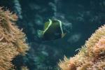 Horned bannerfish