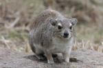 Bush hyrax