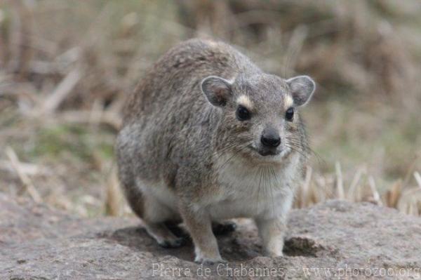 Bush hyrax