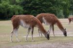 Guanaco