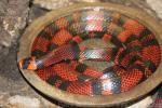 Pacific milksnake