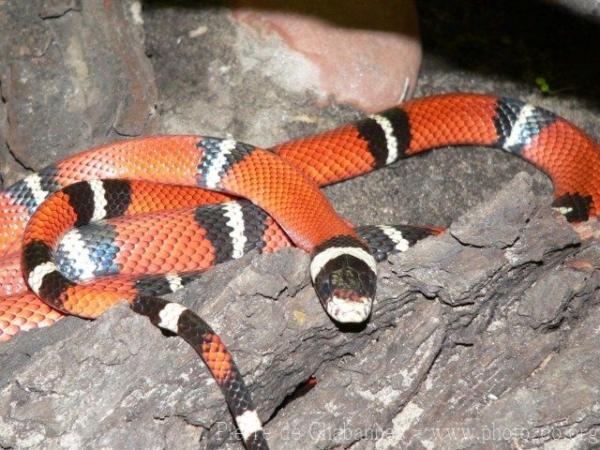 Central American milksnake *