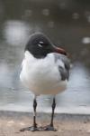 Laughing gull