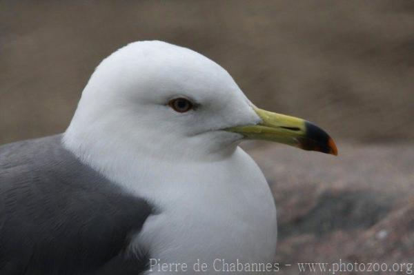 Black-tailed gull