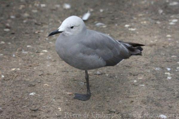 Grey gull