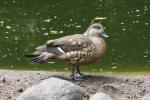 Crested duck