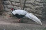 Berlioz silver pheasant