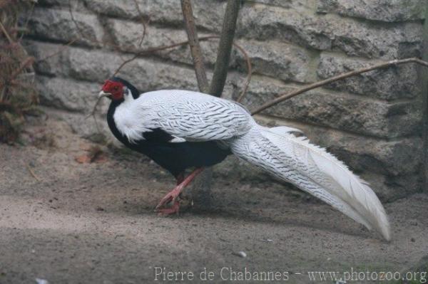 Berlioz silver pheasant