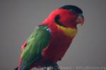 Yellow-bibbed lory