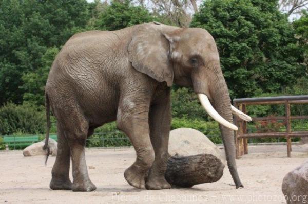 East-African elephant