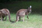 Western grey kangaroo