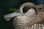 Pink-eared duck