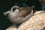 Pink-eared duck