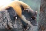 Yellow-throated marten