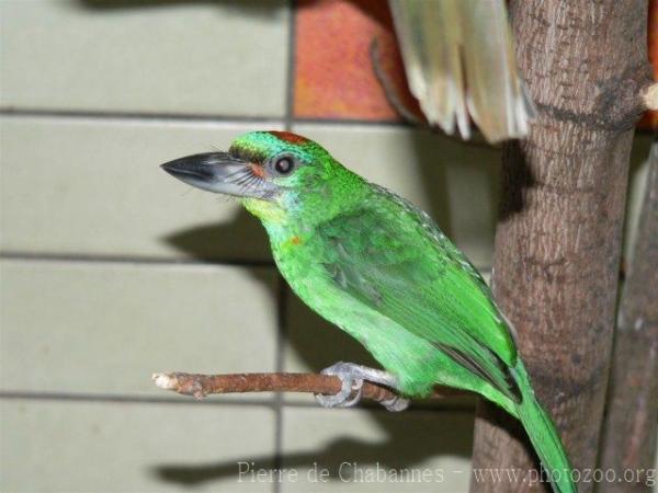 Red-throated barbet *