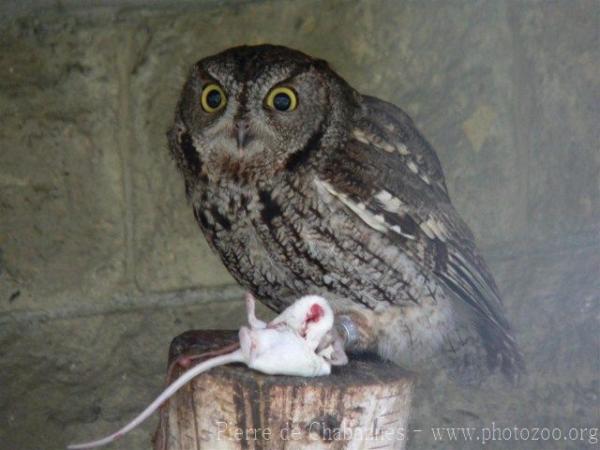 Western screech-owl