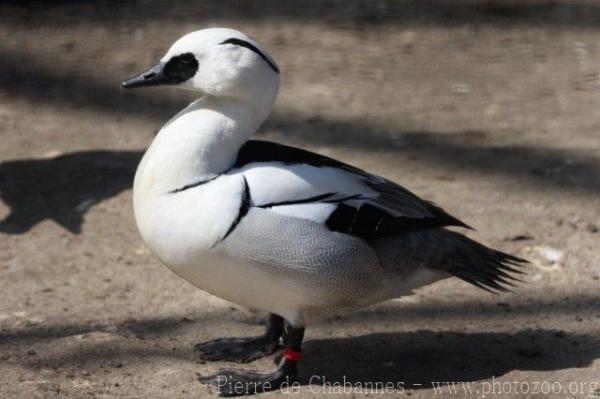 Smew