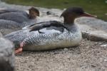 Scaly-sided merganser