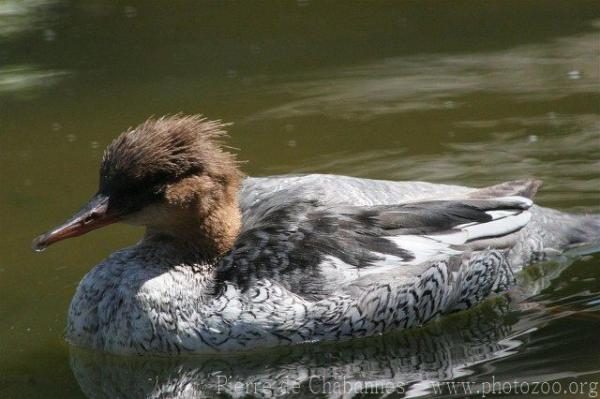 Scaly-sided merganser