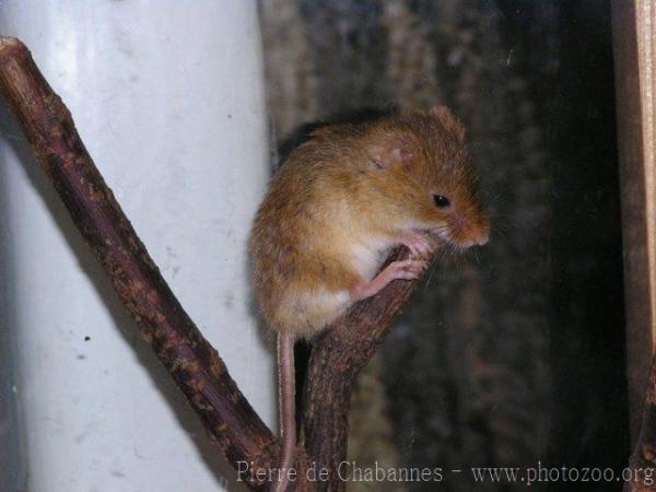 Eurasian harvest mouse