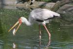 Yellow-billed stork