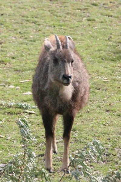 South Chinese goral