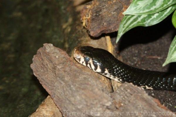 Forest cobra