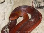 Red spitting cobra