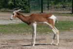 Mhorr gazelle