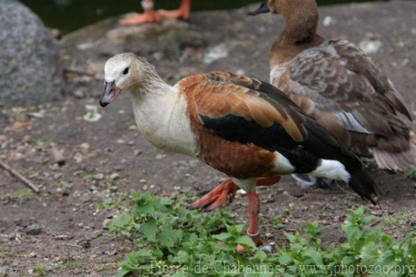 Orinoco goose