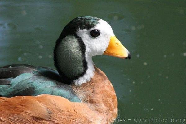 African pygmy-goose