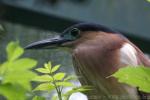 Rufous night-heron