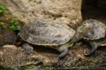 Chinese stripe-necked turtle