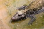 African dwarf crocodile