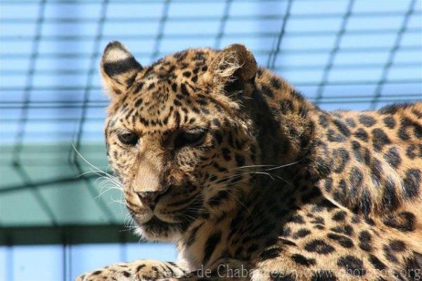 Chinese leopard