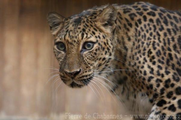 Amur leopard