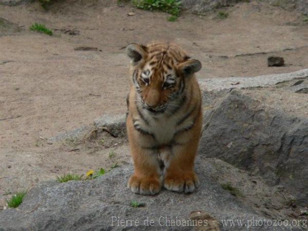 Mainland (Siberian) tiger