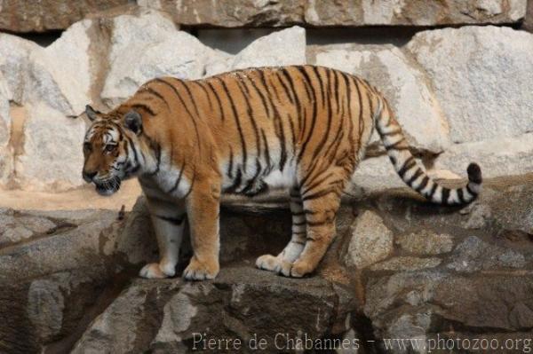 Mainland (Malayan) tiger