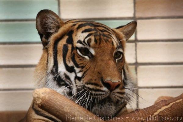 Mainland (Malayan) tiger