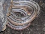 Baird's ratsnake