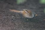 Bearded parrotbill