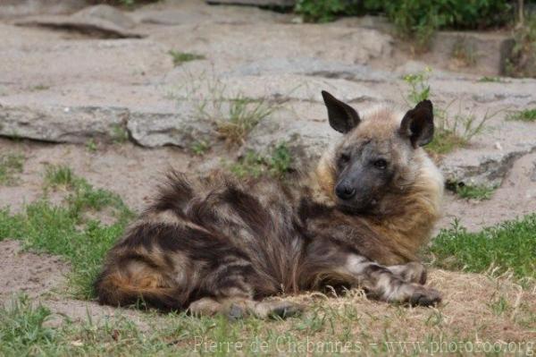 Brown hyena *